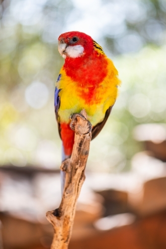 Close up shot of a rosella sitting on a twig - Australian Stock Image