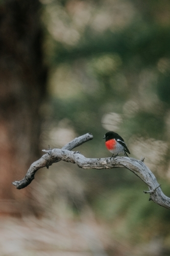 close up shot of a Scarlet Robin on a twig - Australian Stock Image