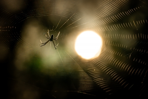 Close up shot of a spider on a spider web - Australian Stock Image