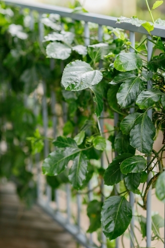 Close up shot of a vine leaves in wrapped around a grey fence - Australian Stock Image