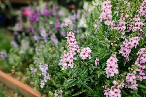 close up shot of a willowleaf angelonia plant - Australian Stock Image