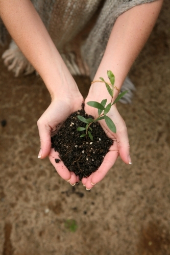 Close up shot of a woman holding a green plant in a soil in the palm of her hand - Australian Stock Image