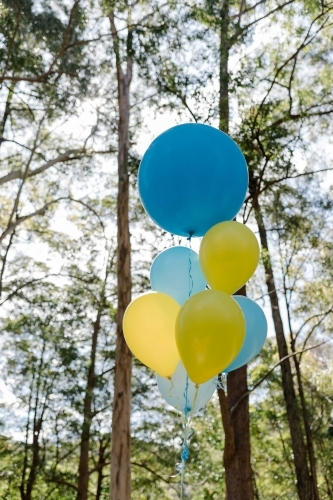 Close up shot of a yellow and blue balloons entangled together with long trees in the background - Australian Stock Image