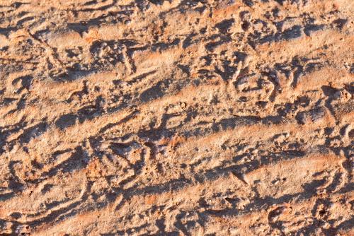 Close up shot of animal tracks in beach sand - Australian Stock Image