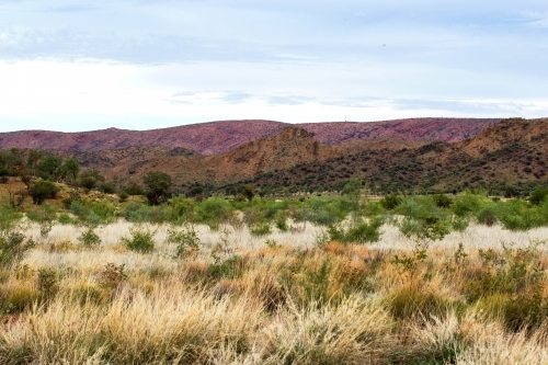 close up shot of landscape with short grass and outback - Australian Stock Image