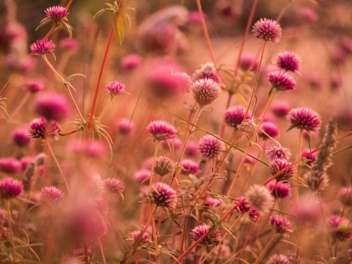 Close up shot of many circle shaped pink flowers on a field - Australian Stock Image