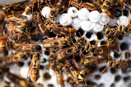 Close up shot of wasps in their hive - Australian Stock Image
