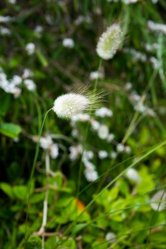 Close up view of attractive soft seed heads with blurred background. - Australian Stock Image