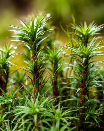 Close up view of haircap moss - Australian Stock Image