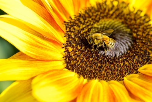 Close up view of honey bee on bright yellow and orange flower - Australian Stock Image