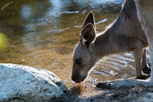 Close up view of young grey kangaroo drinking at waters edge - Australian Stock Image