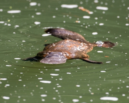 Close view of a Platypus (Ornithorhynchus anatinus) - Australian Stock Image