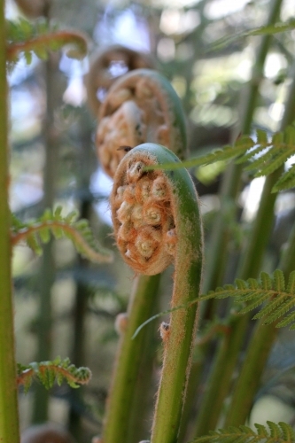 Closed fern frond - Australian Stock Image