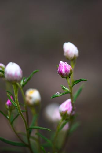 Closed pink and white paper daisy flower buds - Australian Stock Image