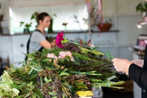 Closeup of a carnation in a hand with worker and flowers blurred in background - Australian Stock Image