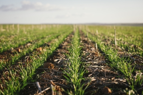 Closeup of broadacre wheat crop in the Wheatbelt of Western Australia - Australian Stock Image