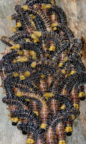 Closeup of brown, orange and yellow banded sawfly larvae on a tree trunk - Australian Stock Image