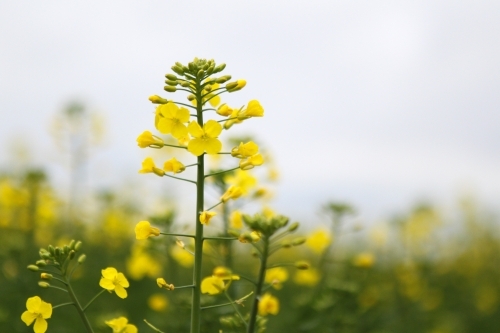 Closeup of canola in flower - Australian Stock Image