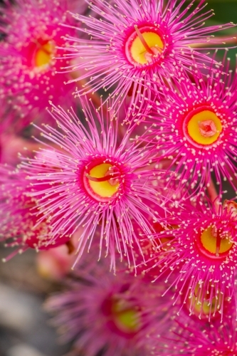 Close-up of cluster of pink gum blossoms. - Australian Stock Image