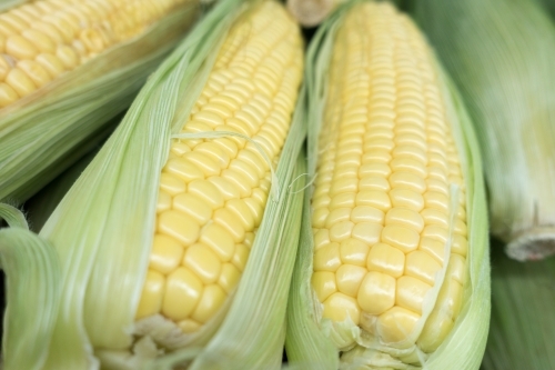 Closeup of fresh yellow sweet corns with husk. - Australian Stock Image