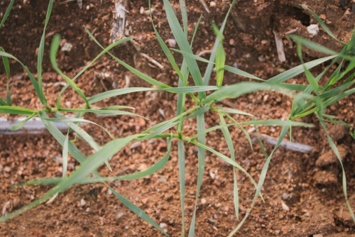 Closeup of seedling wheat crop in the Wheatbelt of Western Australia - Australian Stock Image