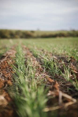 Closeup of seedling wheat crop in the Wheatbelt of Western Australia - Australian Stock Image