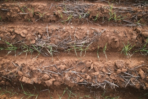 Closeup of seedling wheat crop in the Wheatbelt of Western Australia - Australian Stock Image