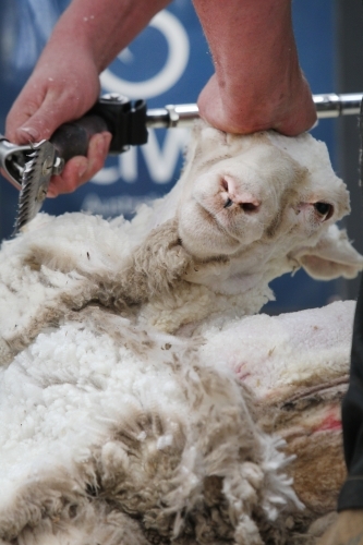 Closeup of shearing a sheep - Australian Stock Image