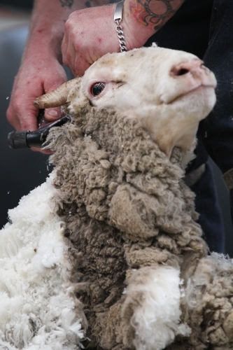 Closeup of shearing a sheep - Australian Stock Image