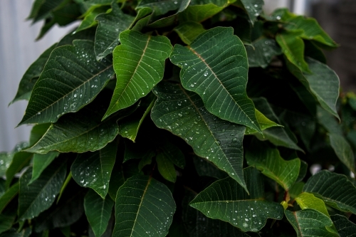 Closeup of vibrant leaves covered in small water droplets after a summer rain shower - Australian Stock Image