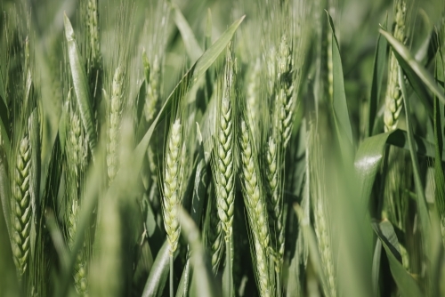 Closeup of wheat cereal crop at head emergence in the Wheatbelt of Western Australia - Australian Stock Image