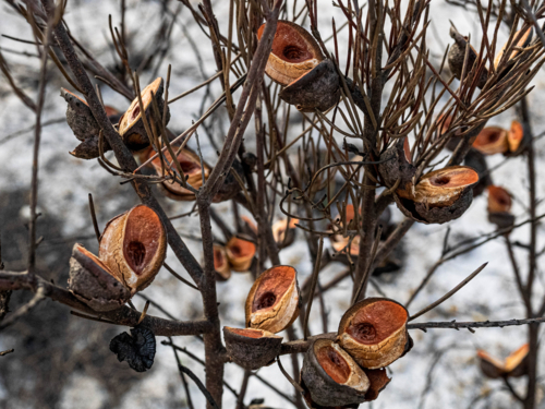 cluster of banksia seed pods open and blackened after a bushfire 2 - Australian Stock Image