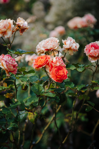 Cluster of mini roses blooming in a garden - Australian Stock Image
