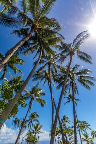 Cluster of Palm Trees - Australian Stock Image