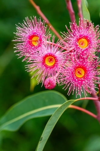 Cluster of pink gum blossoms and green leaves.