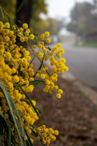 Cluster of yellow wattle flowers on the side of the street. - Australian Stock Image