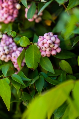 Clusters of pale pink berries on bush in garden - Australian Stock Image