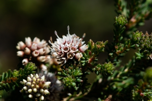 Clusters of pretty pink and white flowers on coastal shrubs - Australian Stock Image