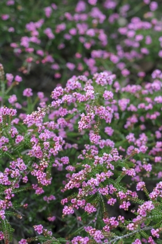 Clusters of small pink flowers - Australian Stock Image