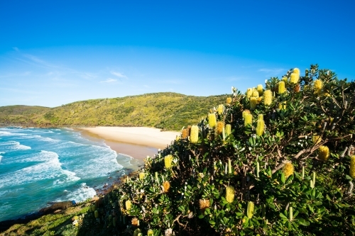 Coast Banksia and Beach - Australian Stock Image