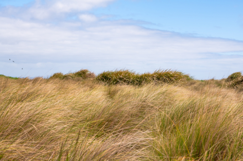 Coastal grass on cloudy day - Australian Stock Image