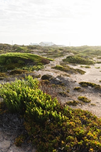 Coastal shrubs with house in background - Australian Stock Image