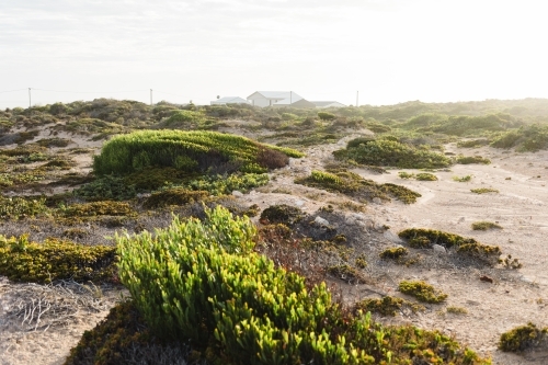 Coastal shrubs with house in background - Australian Stock Image