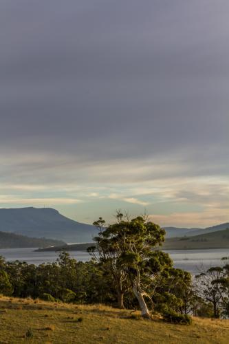 Coastline at sunrise, with gumtree in foreground and Mount Wellington in Background - Australian Stock Image