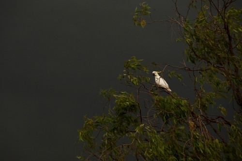 Cockatoo bird on a gum tree branch with green leaves against stormy sky - Australian Stock Image