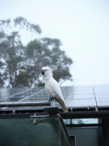 Cockatoo perched next to solar-panelled roof