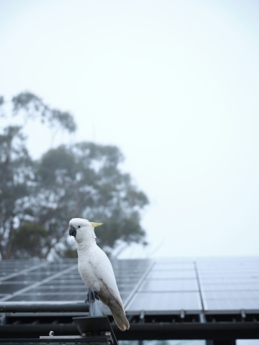 Cockatoo perched next to solar-panelled roof - Australian Stock Image