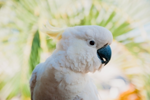 Cockatoo, Whitsunday Islands, Queensland - Australian Stock Image