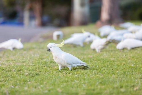 Cockatoos eating from the grassy council strip