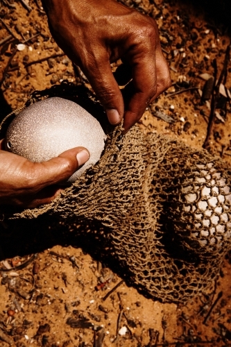 Collecting emu eggs in aboriginal weave bag - Australian Stock Image